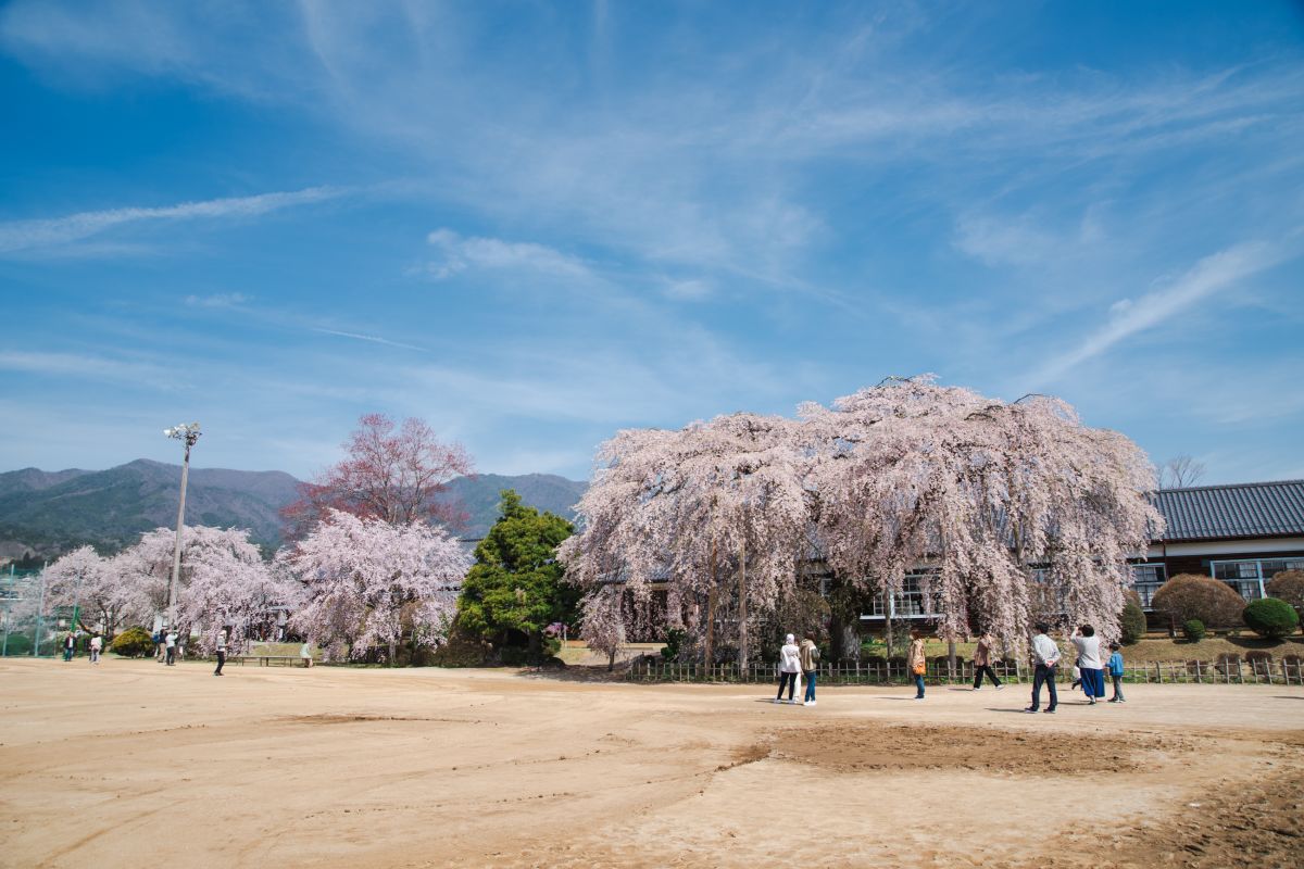 南信州の桜旅　杵原学校